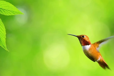 Green Backgrounds HD Wallpaper, Green Background Pics