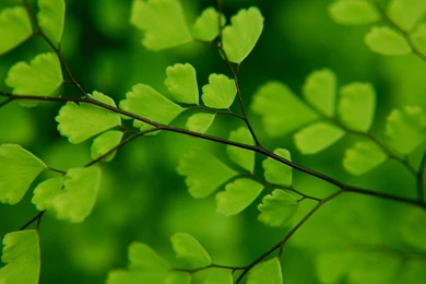 Ginkgo HD Wallpaper, Ginkgo Images