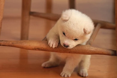 Cute Puppies HD Wallpapers   Deep HD Wallpapers For You