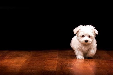 Dogs Wallpapers HD Pictures