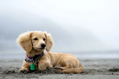Cute Puppy At Beach Hd Wallpapers   Free Wall Paper