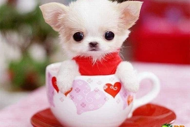 Cute Puppy Names 4 Hd Wallpapers   Hivewallpaper.com