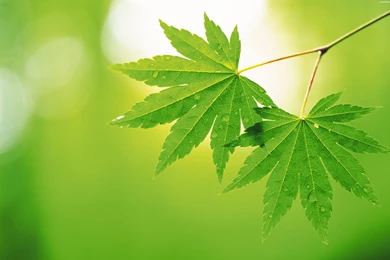 Best natural green desktop wallpapers background collection.jpg