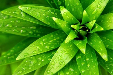 Green Nature Wallpapers