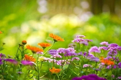 Nature Flower Wallpaper Hd For Desktop Free Download 6 600x500.jpg