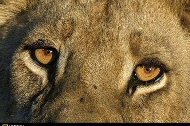 Top Lion Eyes Images For Pinterest