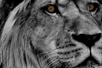 Eye Of The, Uhmm... Lion By Wilder trash On DeviantArt