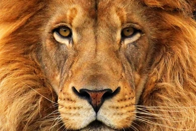 Sony Xperia Z1, ZL, Z, Samsung Galaxy S4, HTC One Lion Wallpapers ...