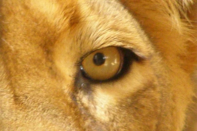 Leo Lion Pictures   Wallpapers HD Wide