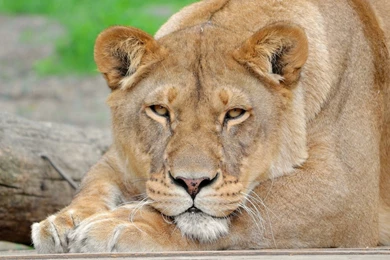 Download Wallpapers 1920x1080 Lion, Face, Eyes, Big Cat Full HD ...