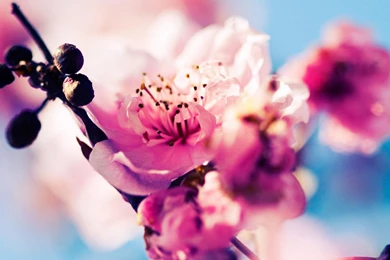 The Lomo style flowers close up desktop wallpaper 1280x1024.jpg