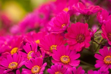 Flower Pink Hd Wallpapers For Laptop