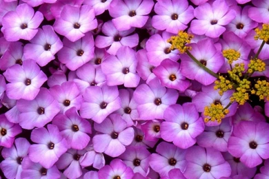 Yellow And Purple Wallpapers   Widescreen HD Wallpapers