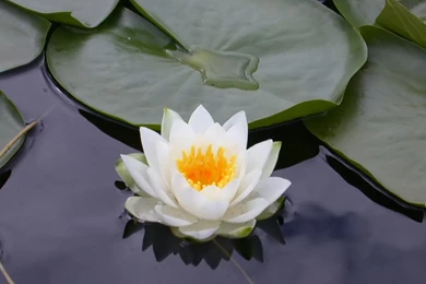 Top Free Lotus Flower Wallpaper Images For Pinterest