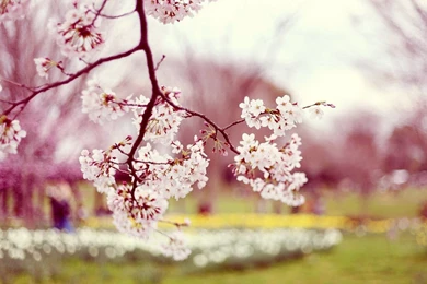 Autumn Flower Pink Natural