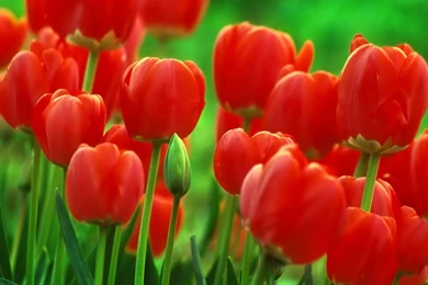 Laptop Backgrounds Wallpapers