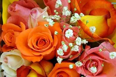 Hd flowers wallpapers for laptop.jpg