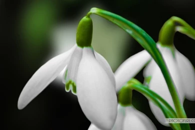 Latest Colorful Flowers Wallpapers