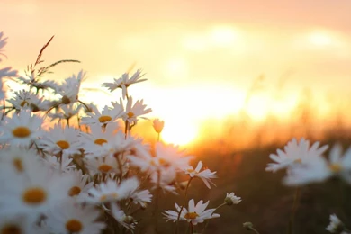 Download HD White Daisy Flower Wallpapers