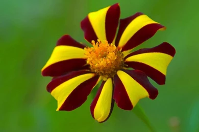 Laptop Wallpapers of Flowers.jpg