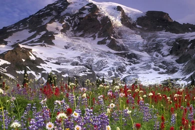 Wallpapers Proslut: Full Size Ice Mountains Forest HD Nature ...