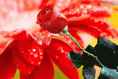 Flower Wallpapers For Laptop