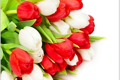 HD Flowers Wallpapers For Samsung Laptop 3.jpg