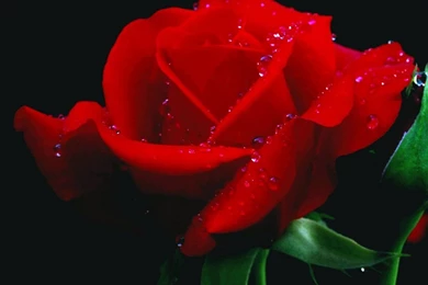 Desktop HD Flower Wallpapers   CuteWallpaper.org