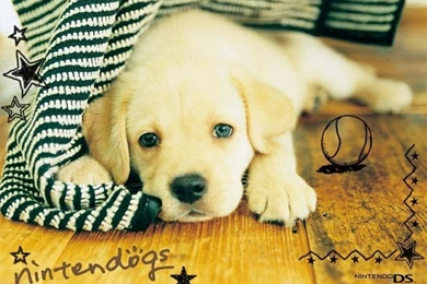 Concept Design Home: Cute White Lab Puppy Images