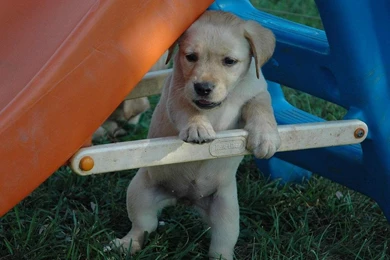 Yellow Lab Puppy Wallpapers