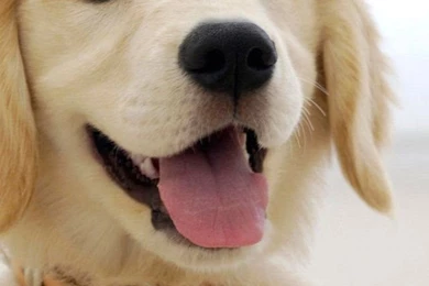 Wallpapers Iphone 5 S Labrador Puppy 640 X 1136   640 X 1136 ...