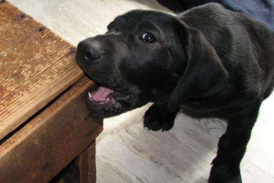 Images For Black Labrador Retriever Puppies Wallpapers