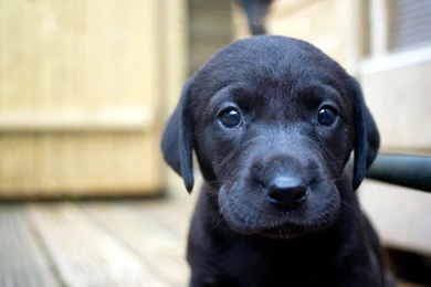 Top Black Lab Desktop Wallpaper Images For Pinterest