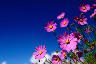 1366x768 Pink Flowers Meadow Wallpapers