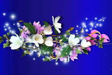 Stars Flowers Image Of Wallpapers 1366x768 Hd Wallpapers Widescreen