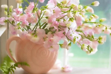 Flower At Home Image