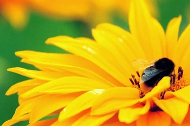 Flower Desktop 720x1280 Samsung Galaxy S3 Wallpapers HD_Samsung ...