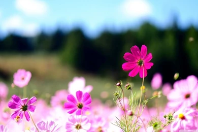 Pink Cosmos Flowers HD Desktop Wallpapers : High Definition ...