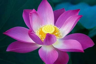 Wallpapers Large Pink Color Wallpepar Lotus Flower 1366x768 ...