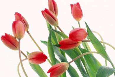 Tulip HD 1366x768