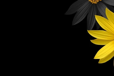 1366x768 Simple Flower Desktop PC And Mac Wallpapers