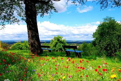 Flowers In The Park Hd Wallpaper Backgrounds 1366x768 Widescreen ...