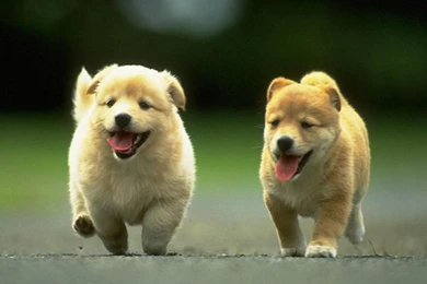 Dog Wallpapers 9598 Hd Wallpapers In Animals Imagesci Com ...