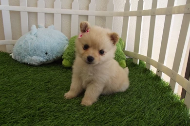 Cute Puppy Hd Wallpapers Hd Wallpapers   PowerballForLife