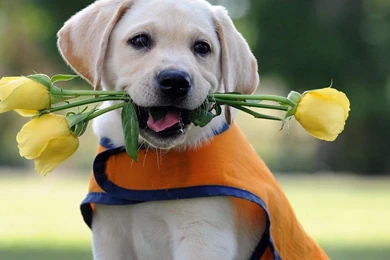 Labrador Puppy Wallpapers Hd   Halv 8