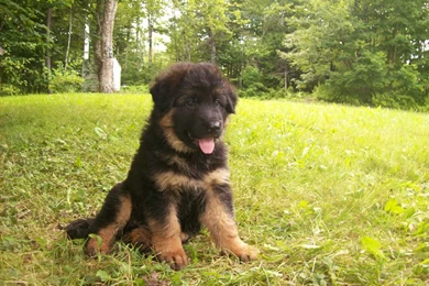 German Shepherd Puppy Wallpapers   , New Wallpapers, New Wallpapers