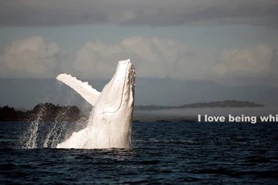 A Collection Of Offensive Wallpapers   Album On Imgur