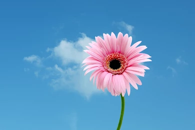 Flower Wallpapers, Flower Backgrounds On Kate.net