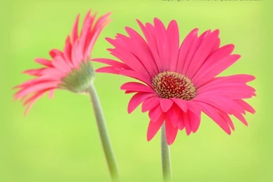 1280 X 960, 1024 X 768 And 800 X 600 Flower Desktop Wallpapers