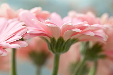 Pink Gerbera Daisy Wallpapers   1920x1200   327169